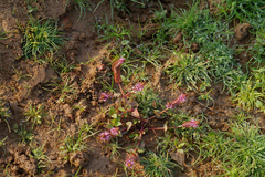 Rotala macrandra